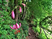 47 Lilium martagon (Giglio martagone) rientrando al Passo di Crosnello